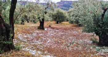 Παρέμβαση Μπούγα για άμεσες αποζημιώσεις από το χαλάζι στη Φωκίδα